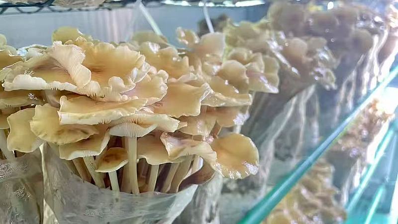 棚掌柜 打造會思考的‘農場’，以軟件開發賦能現代農業新發展